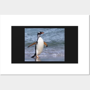 Gentoo penguin back from fishing Posters and Art